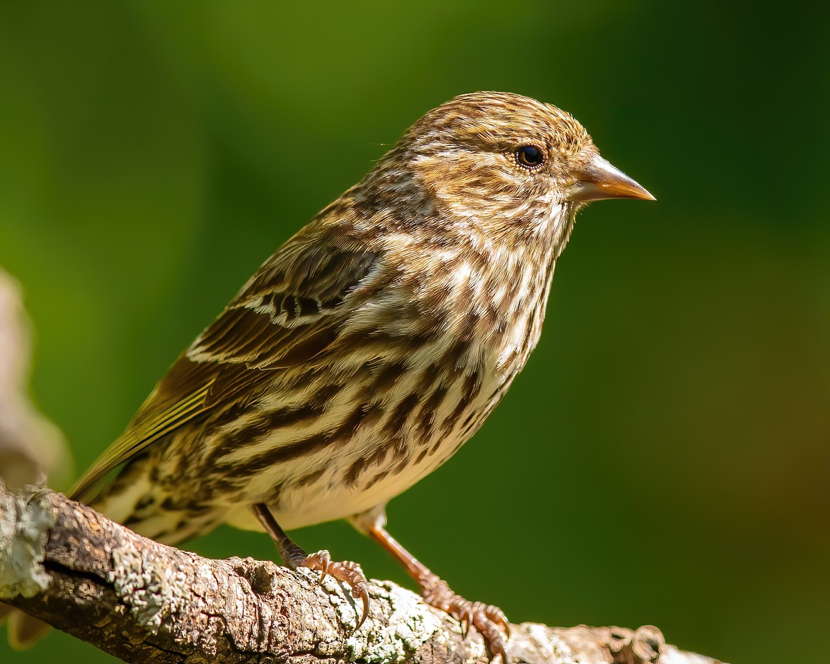 Sparrows, Titmice, Finches - Texas Photo Man
